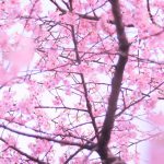 桜と空の写真素材