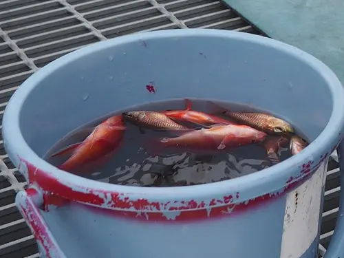 魚釣り大会